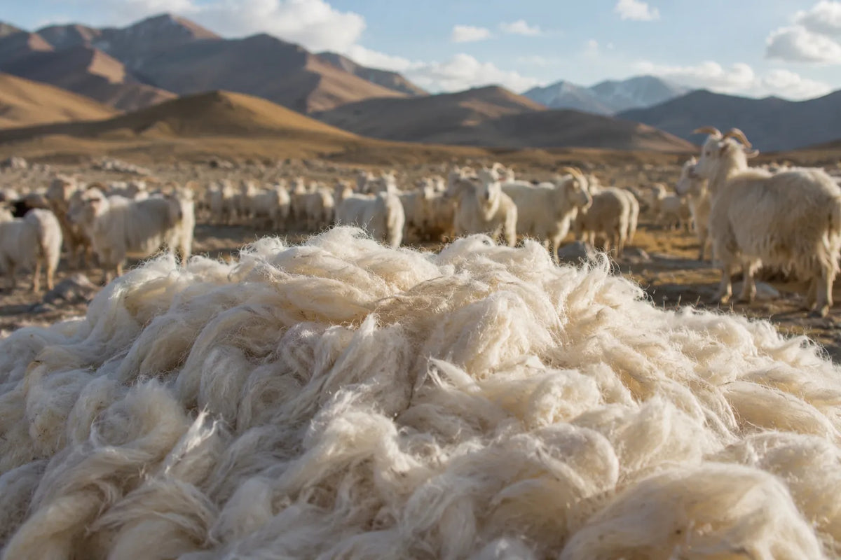 Cashmere fibre and material detail at Kanchan Cashmere
