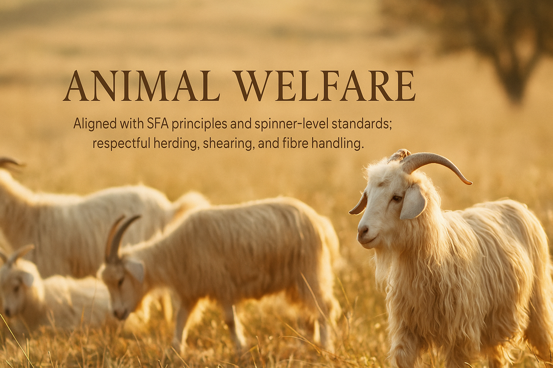 Kanchan Cashmere animal welfare